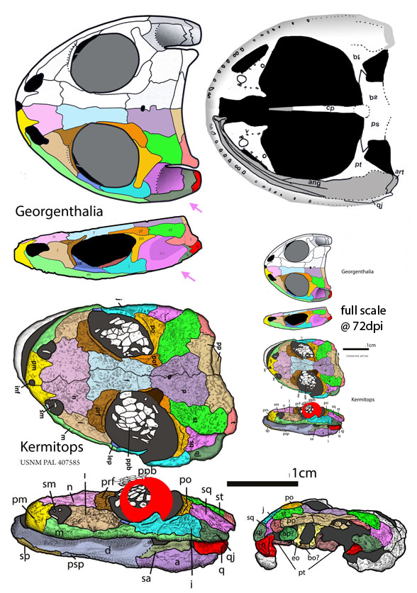 Georgenthalia and Kermitops