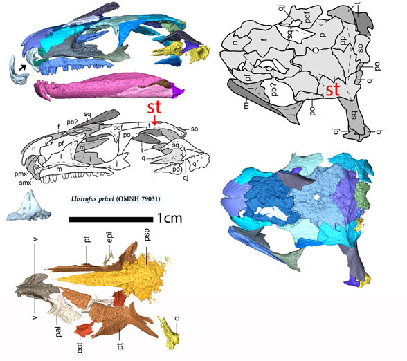 Llistrofus skull