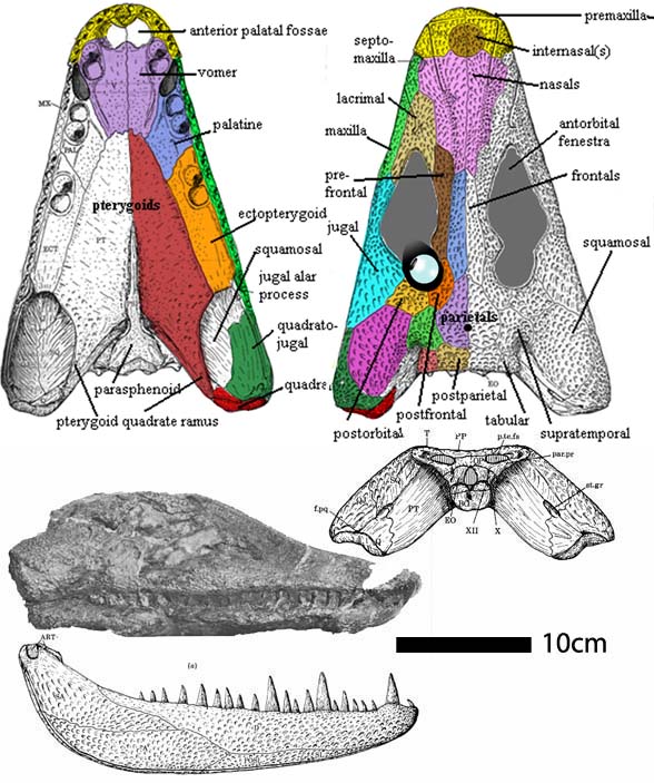 Megalocephalus