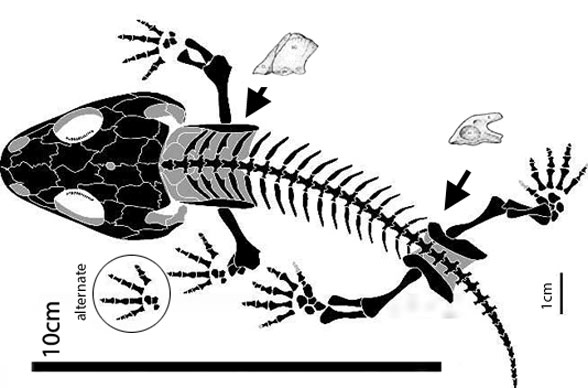 Micropholis stowi overall