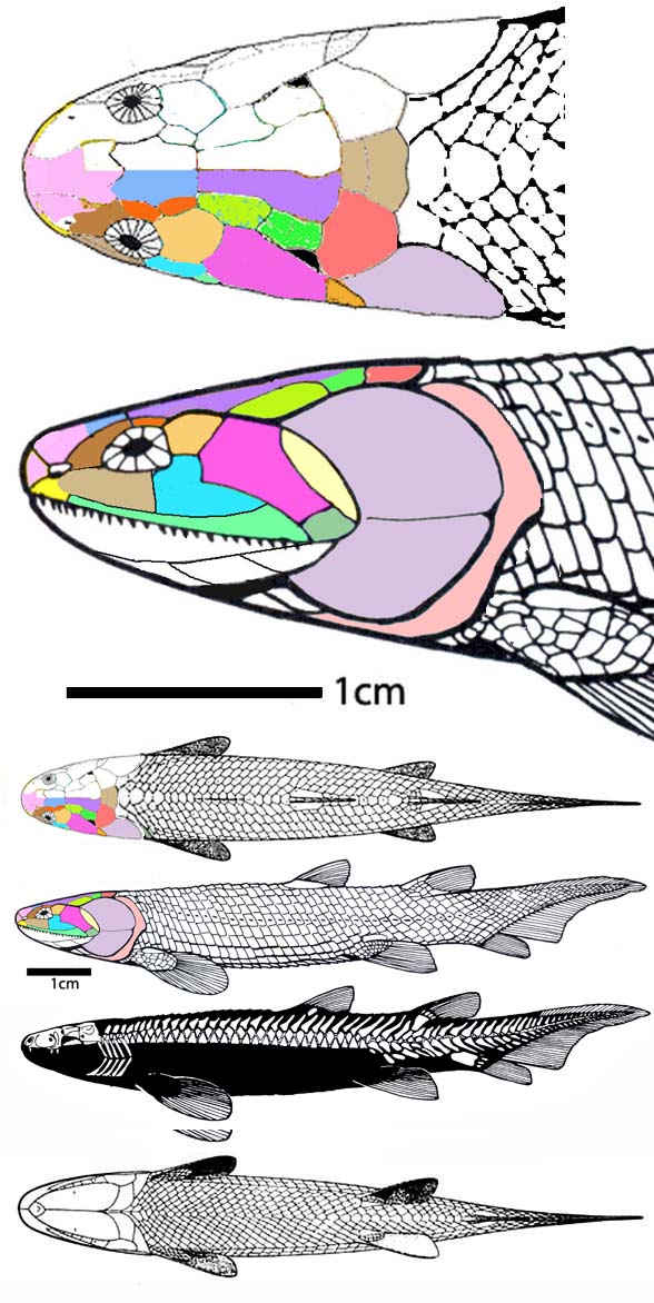 Osteolepis