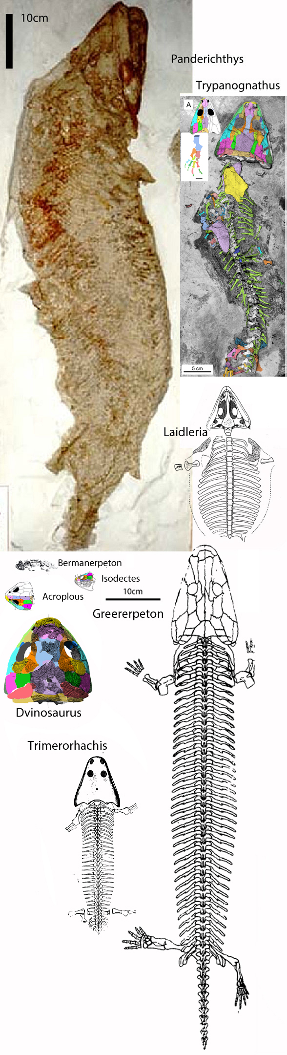 Panderichthys and Trypanognathus