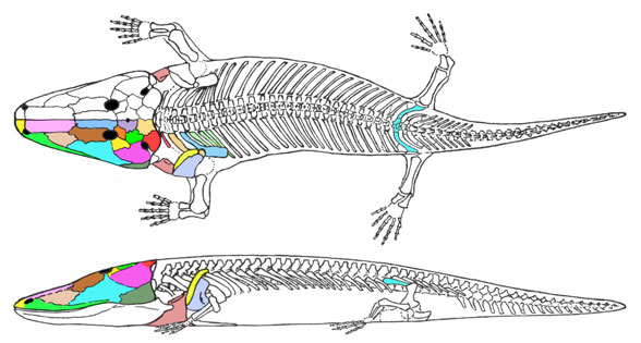 Paracyclotosaurus