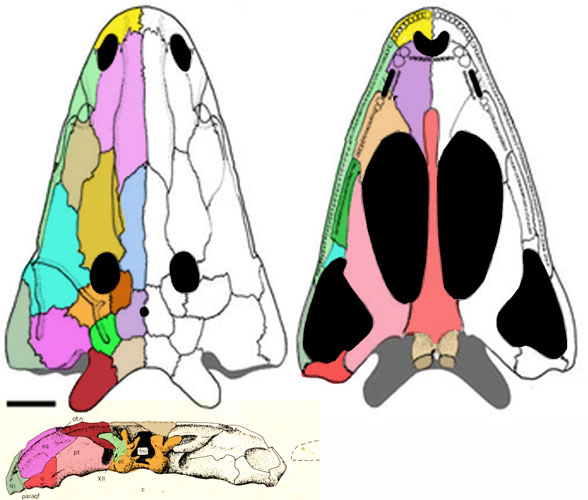 Parotosuchus skull