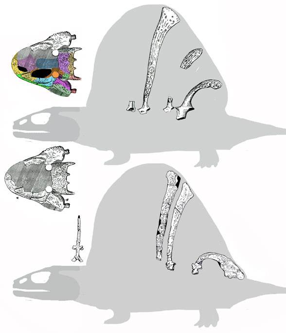 Platyhystrix_Williston