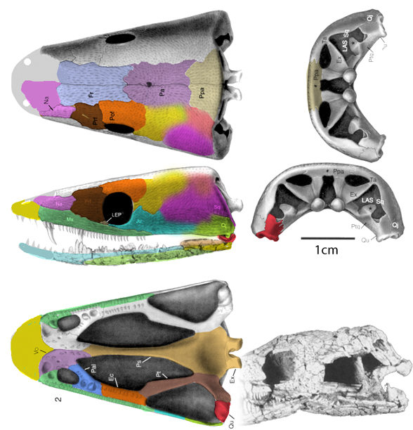 Rileymillerus