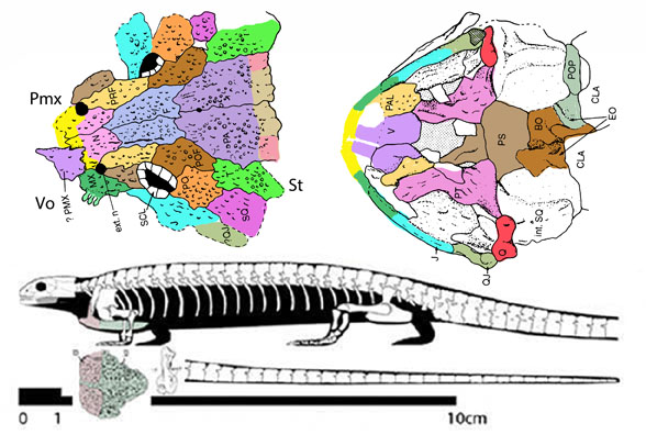 Scincosaurus