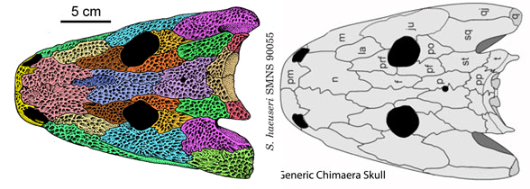 Sclerocephalus skull 