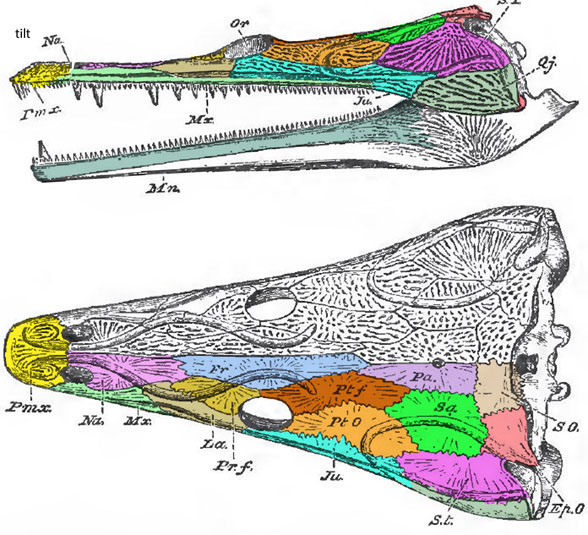 Trematosaurus