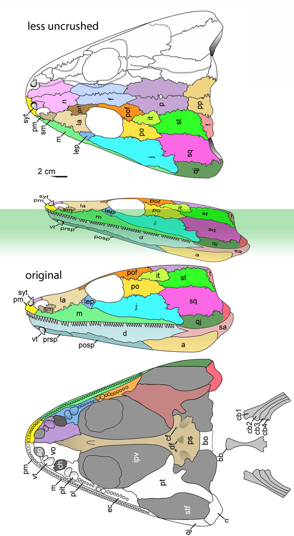 Trypanognathus skul 3views