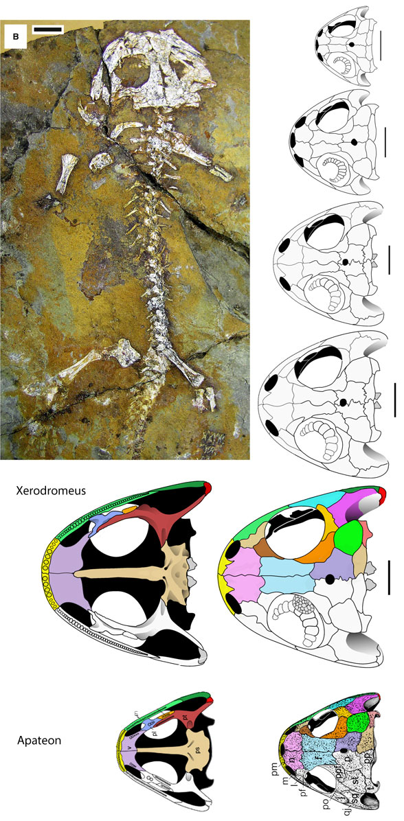 Xerodromeus