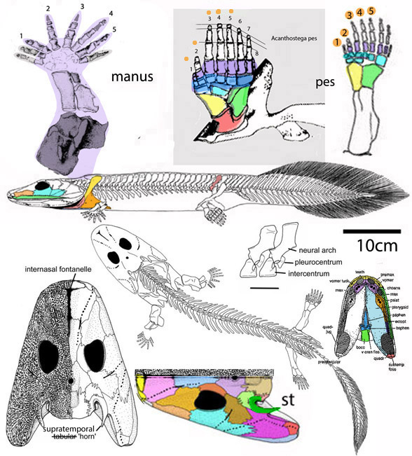 Acanthostega