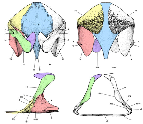 Acanthostega pectoral girdle