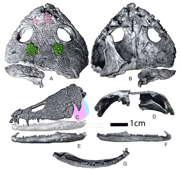 Acroplous fossil