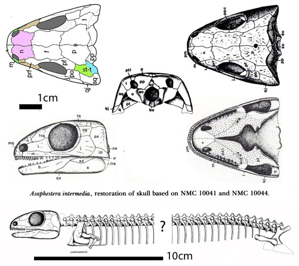 Asaphestera