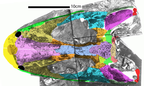 Baphetes in situ