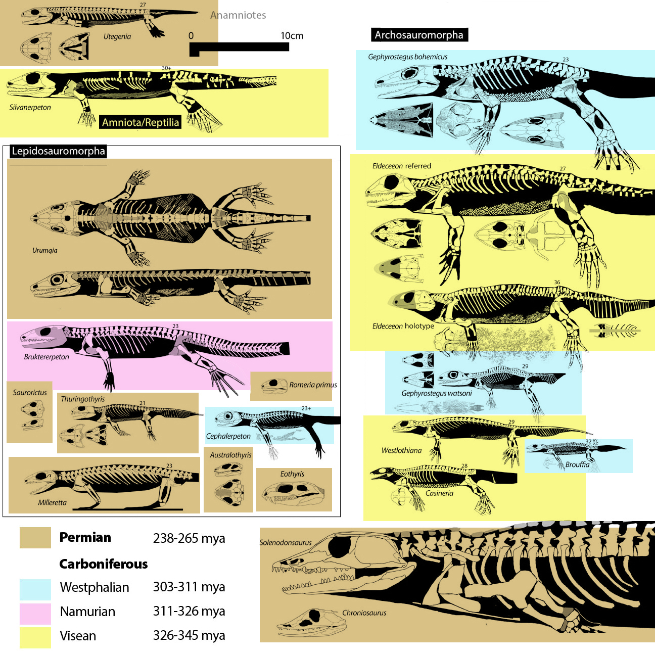 Basal Amniotes to scale