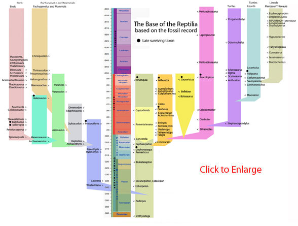 Basal Reptile Chronology