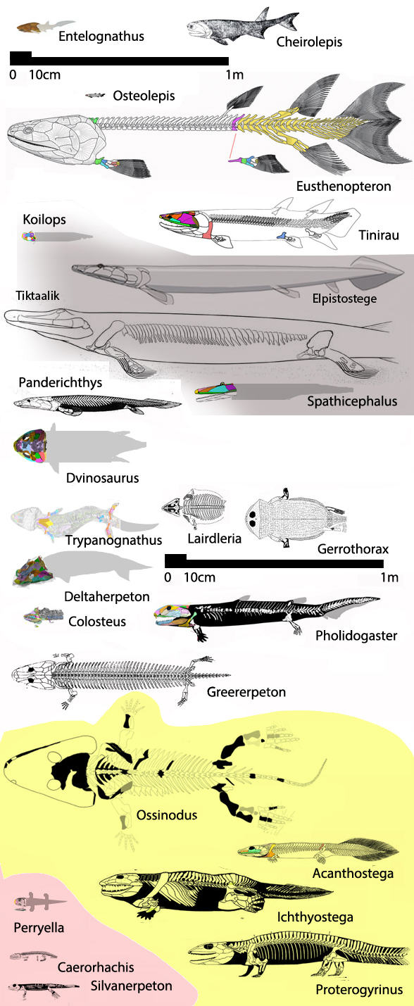 Basal tetrapods to scale