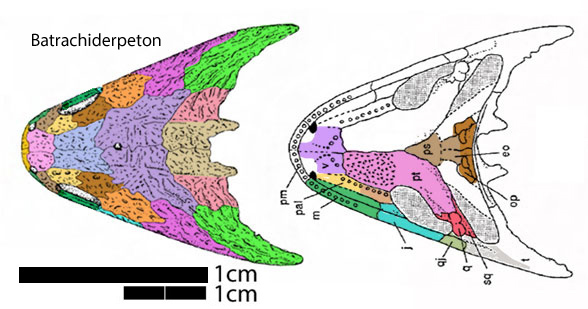 Batrachiderpeton