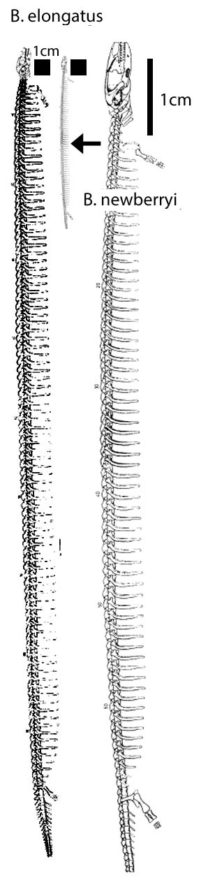 Brachydectes overall