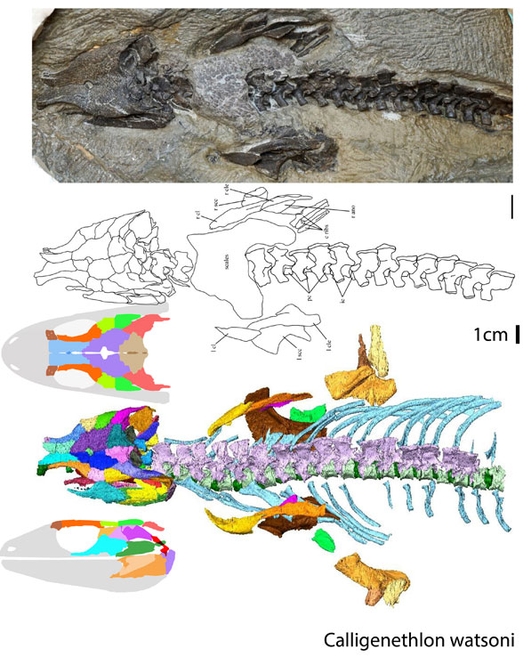 Calligenethlon