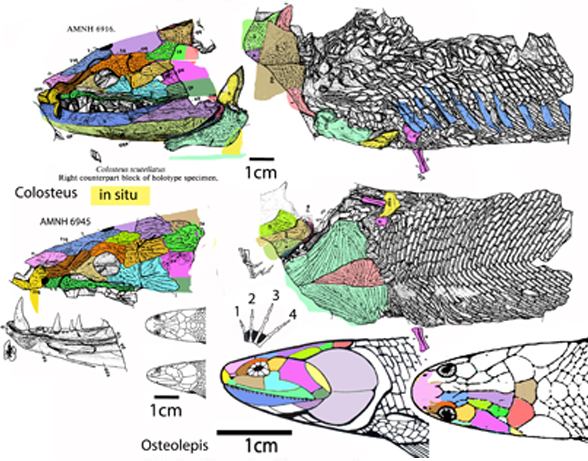 Colosteus compared to Osteolepis