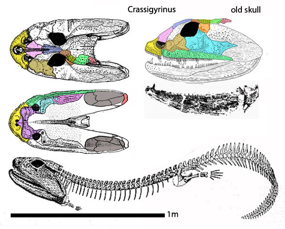 Crassigyrinus