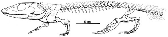 Dendrerpeton