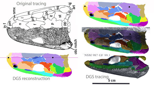 Dendrerpeton skull