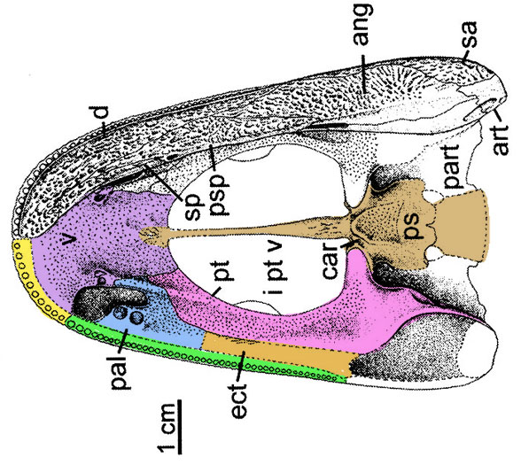 Dendrerpeton palate