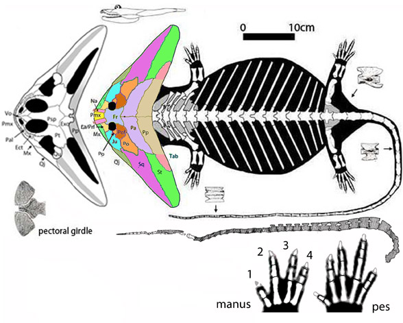 Diplocaulus