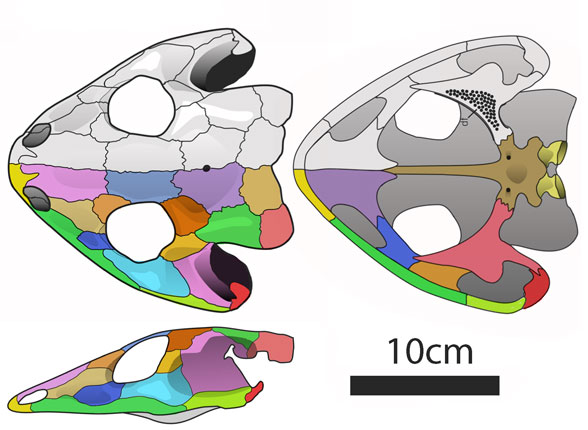 Dissorophus