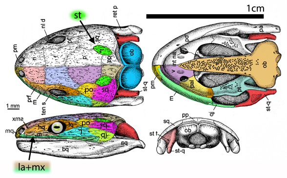 Eocaecilia skull