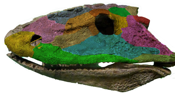 Eryops skull