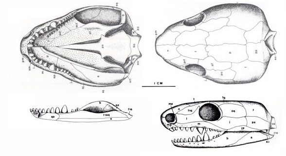 Euryodus primus