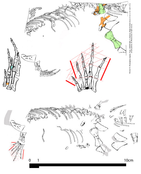 Eusauropleura