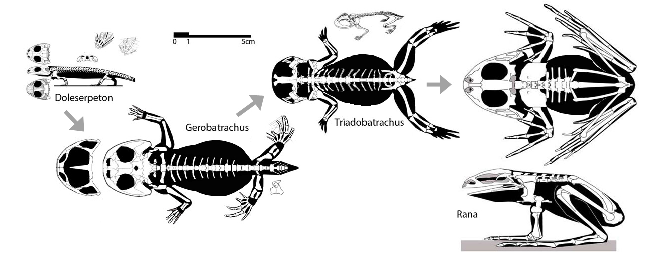 Frog evolution