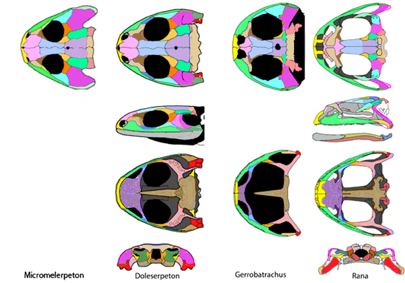 frog skulls