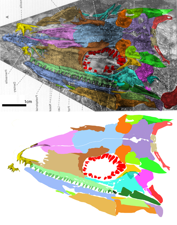 Gephyrostegus skull insitu