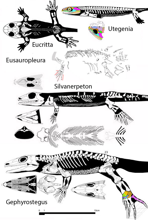 Gephyrostegus_Silvanerpeton_Bystrowiella