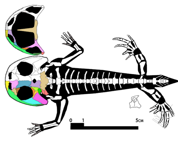 Gerobatrachus