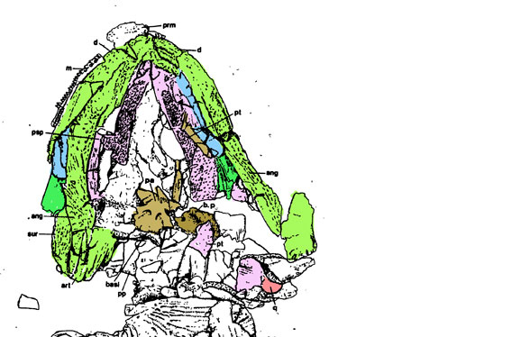 Greererpeton palate reconstruction