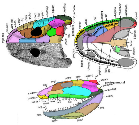 Ichthyostega skull 3x