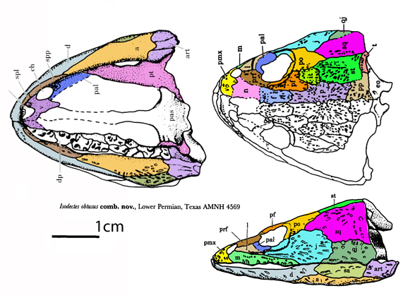 Isodectes