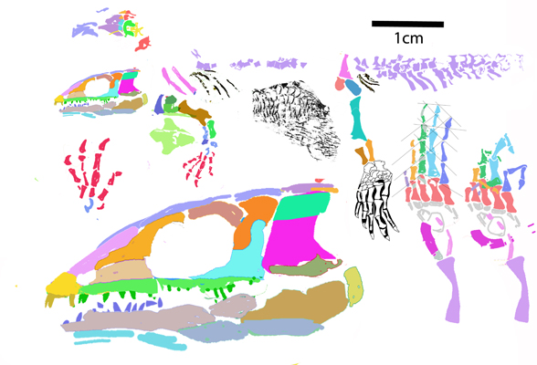 Kirktonecta