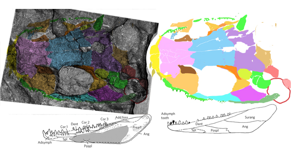 Koilops in situ