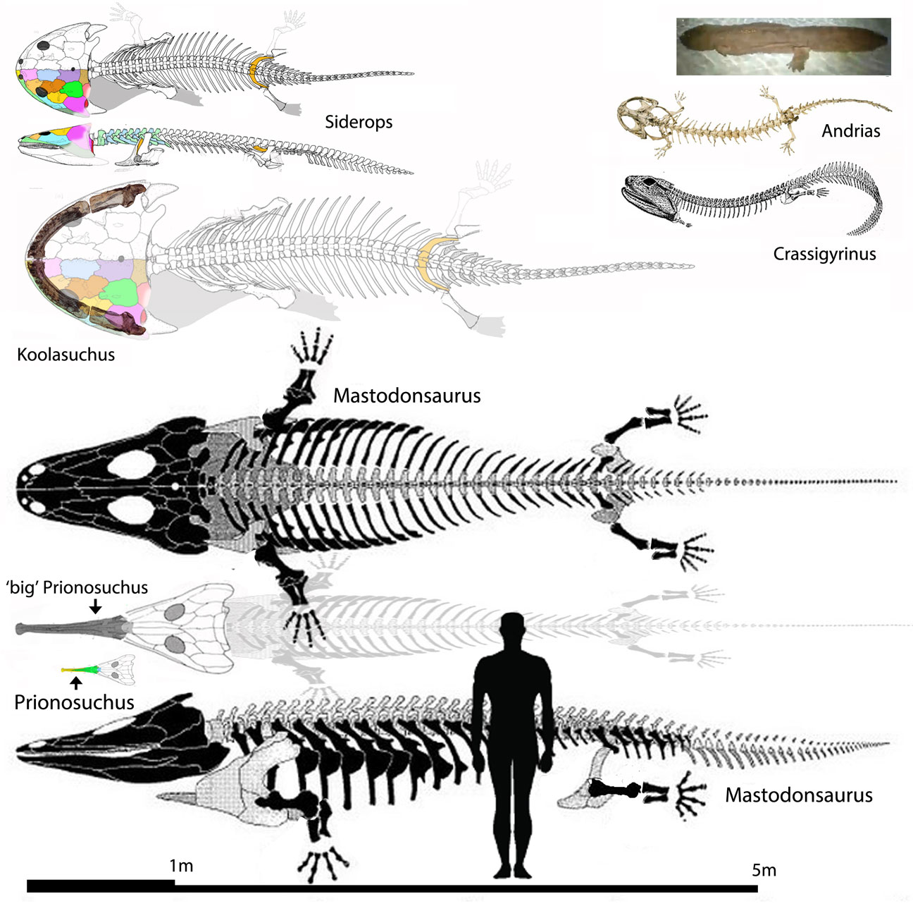 Largest amphibians of all time