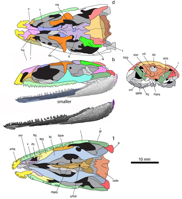 Lethiscus