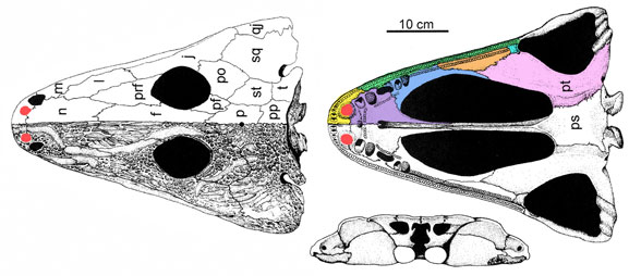 Mastodonsaurus skull